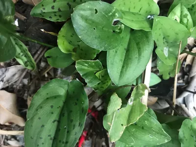 thumbnail ledebouria petiolata