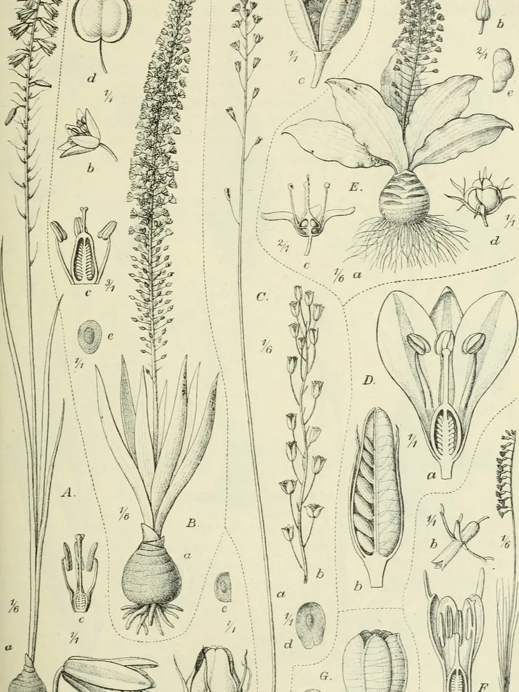 ledebouria revoluta plant showing characteristic features