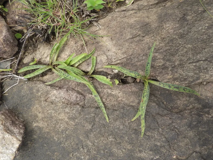 ledebouria revoluta plant showing characteristic features