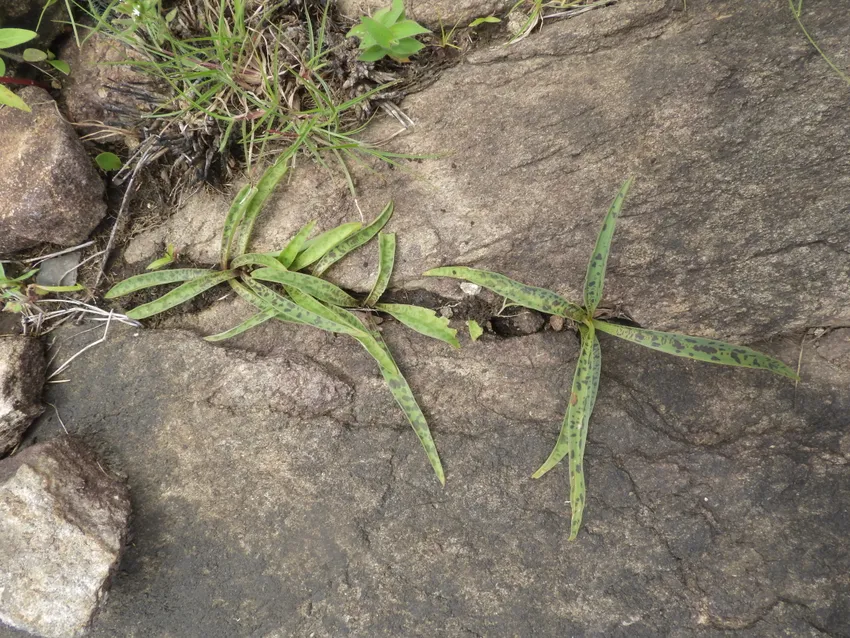 ledebouria revoluta plant showing characteristic features