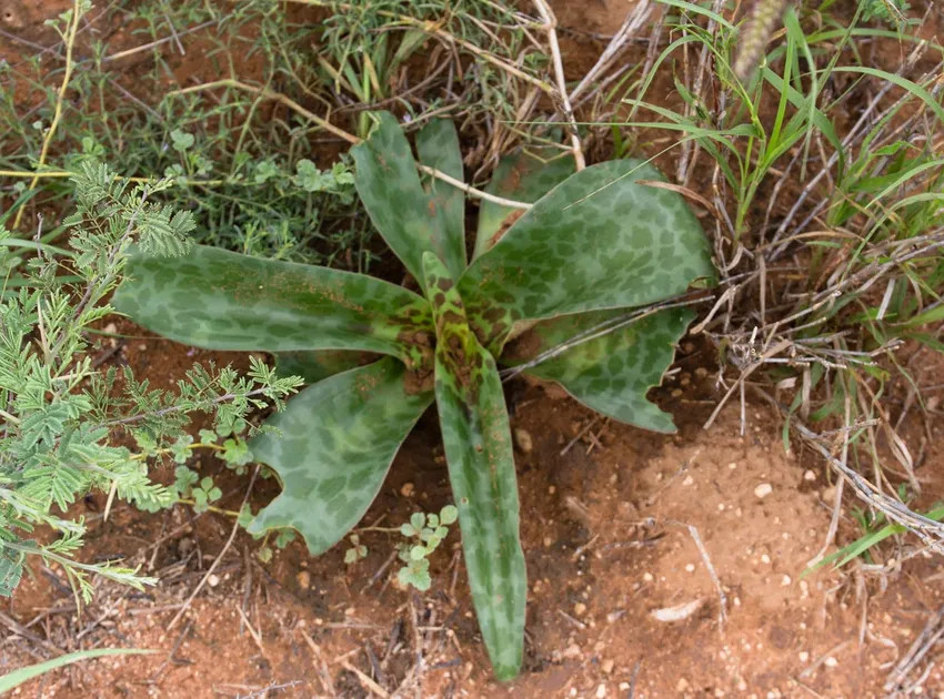 ledebouria revoluta plant showing characteristic features