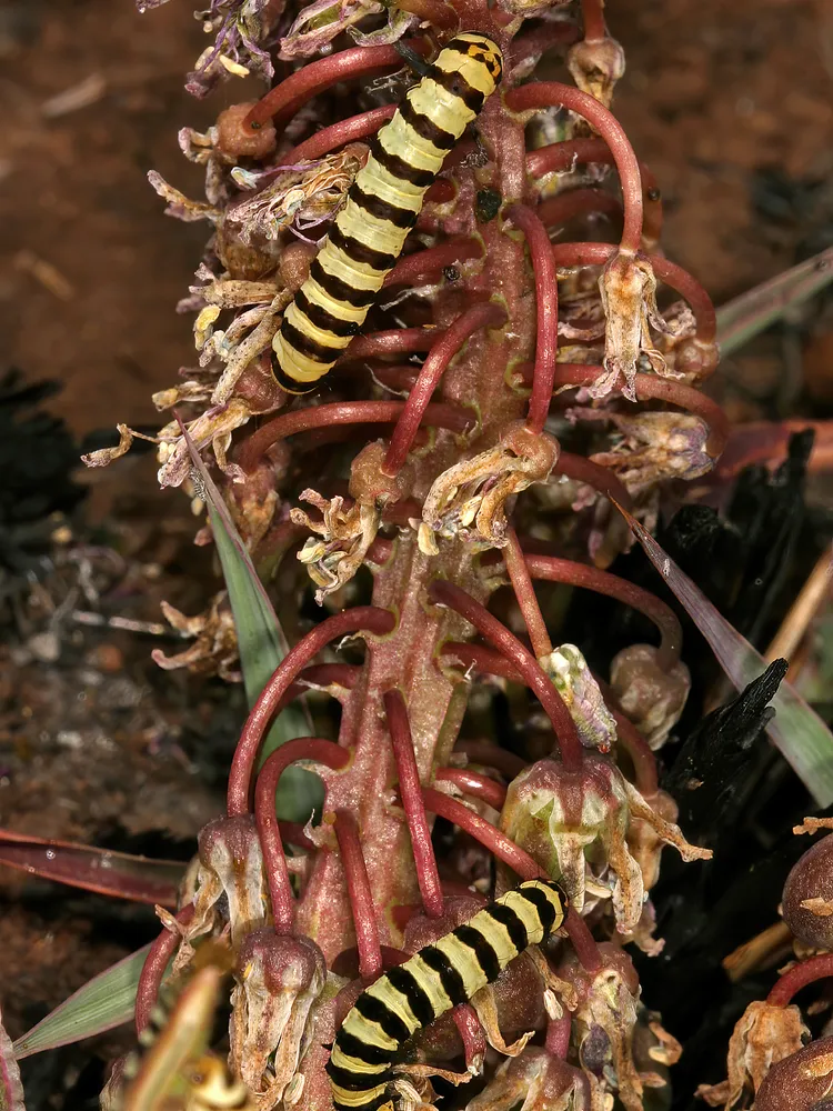 ledebouria revoluta plant showing characteristic features