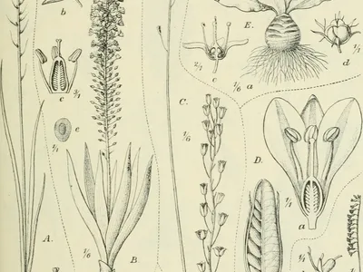 thumbnail ledebouria revoluta