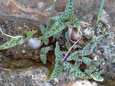 thumbnail ledebouria socialis