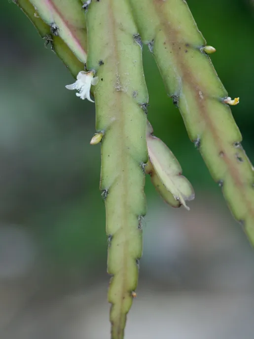 lepismium cruciforme plant showing characteristic features