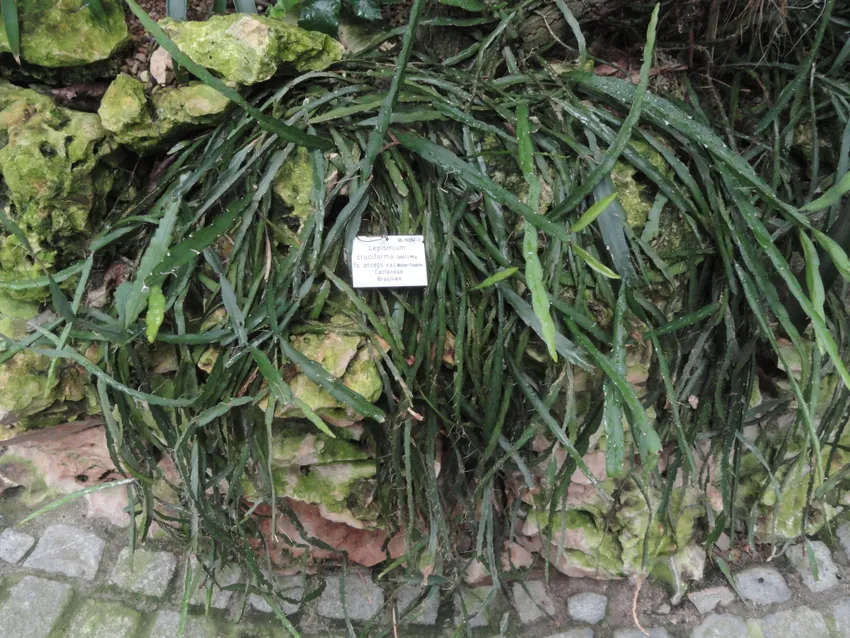 lepismium cruciforme plant showing characteristic features