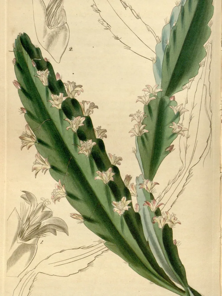 lepismium cruciforme plant showing characteristic features