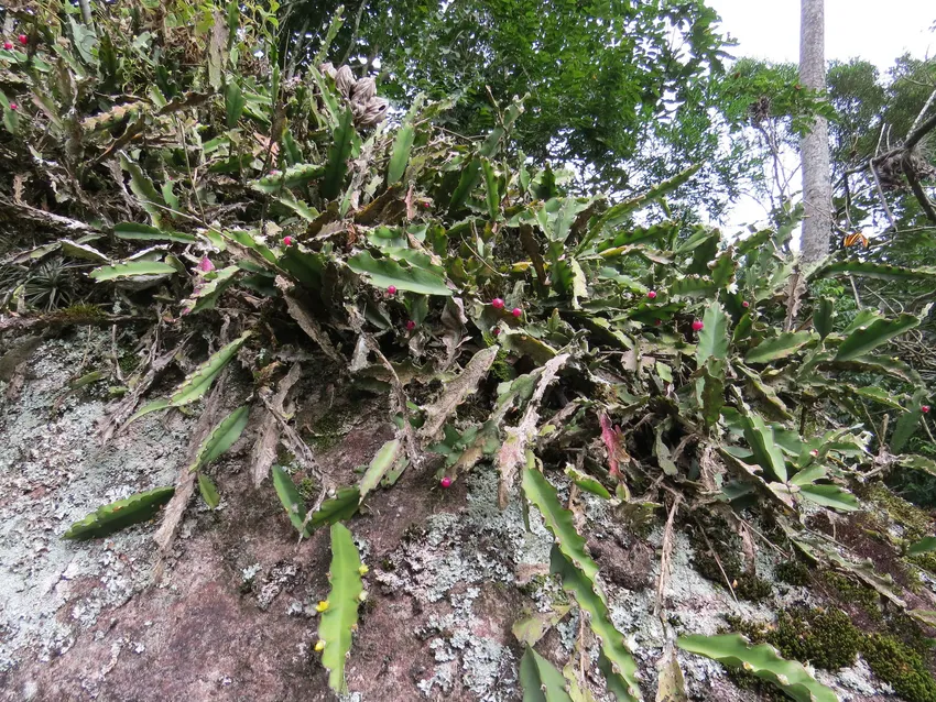 lepismium cruciforme plant showing characteristic features