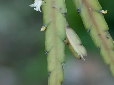 thumbnail lepismium cruciforme
