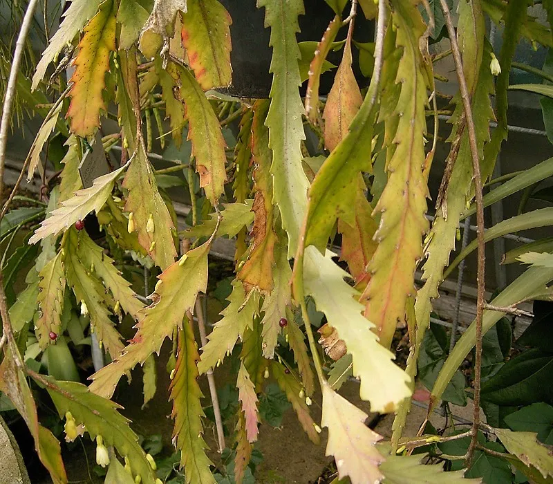 Plante lepismium houlletianum montrant ses caractéristiques typiques
