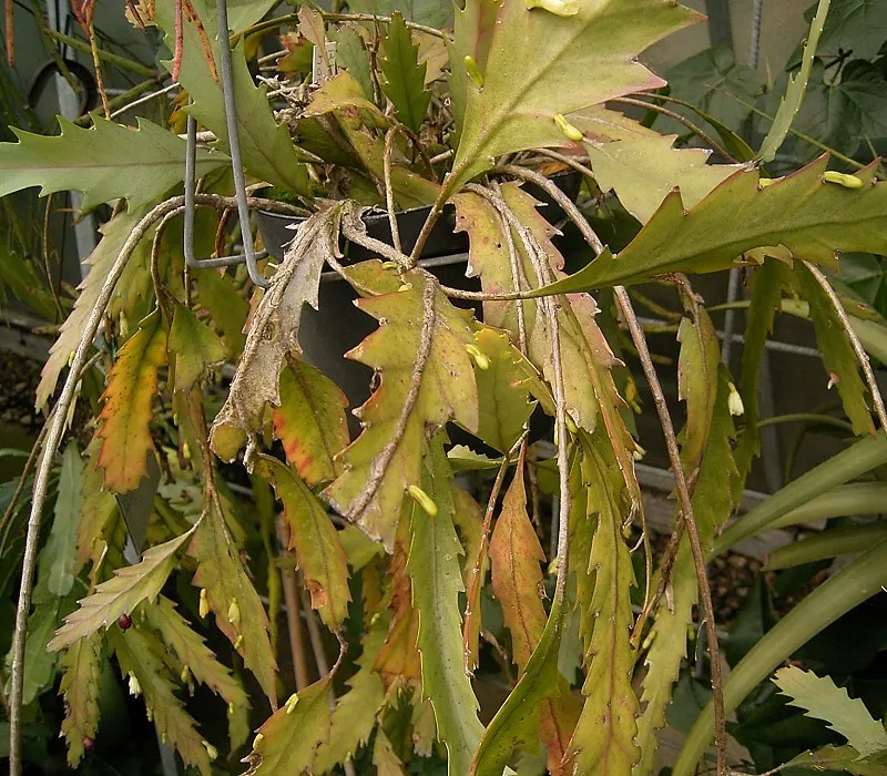 Plante lepismium houlletianum montrant ses caractéristiques typiques