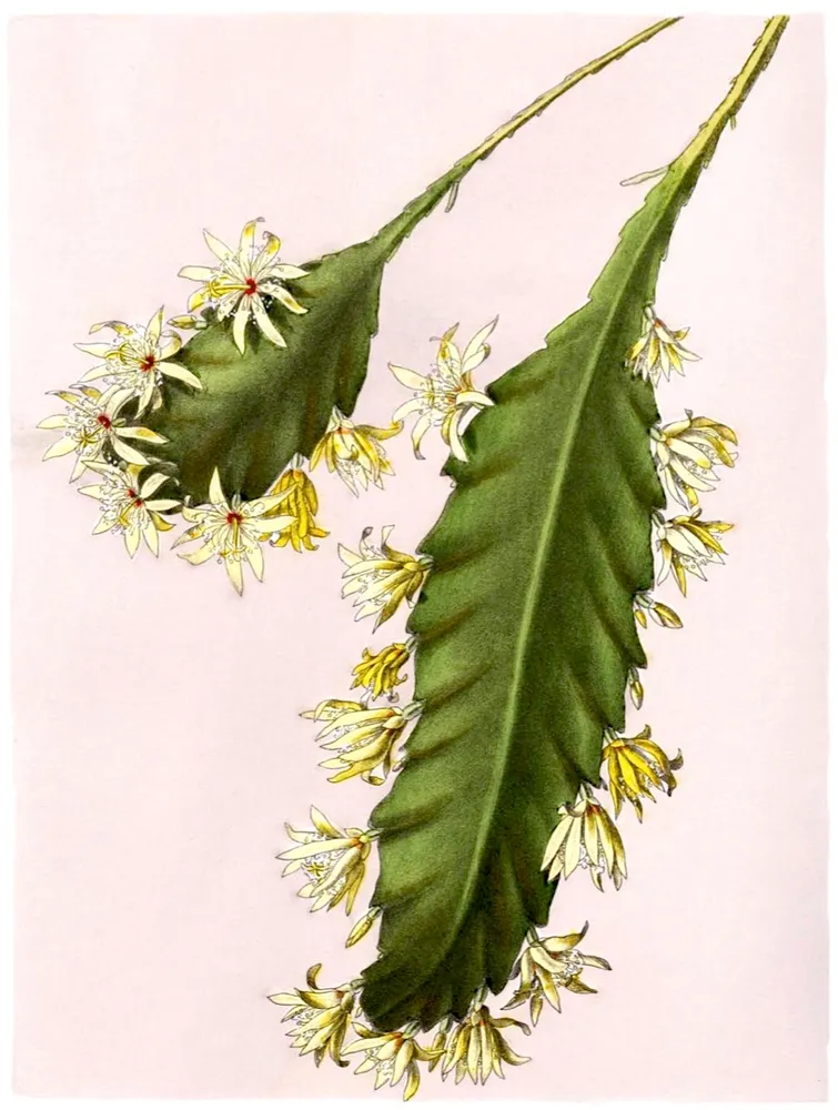 Plante lepismium houlletianum montrant ses caractéristiques typiques