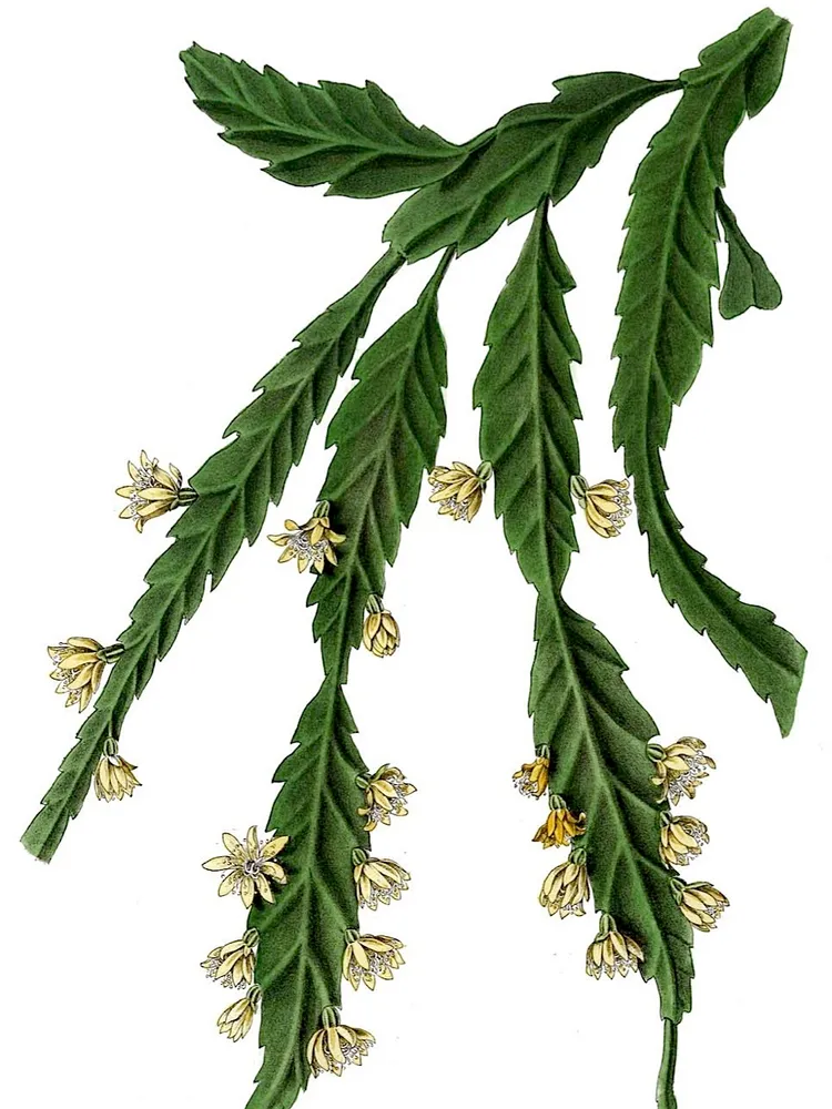 Plante lepismium houlletianum montrant ses caractéristiques typiques