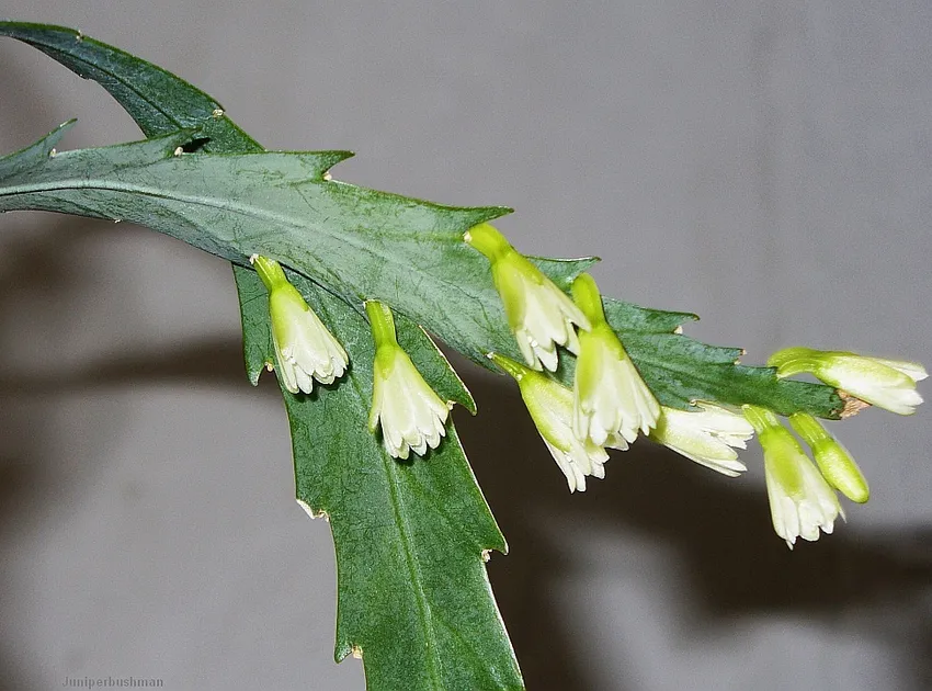 Plante lepismium houlletianum montrant ses caractéristiques typiques