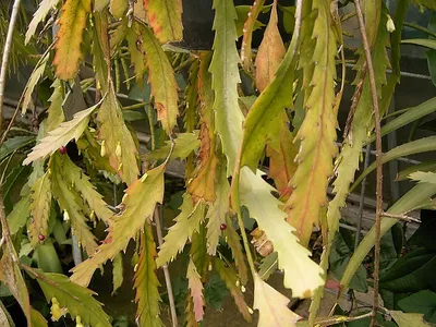 thumbnail lepismium houlletianum
