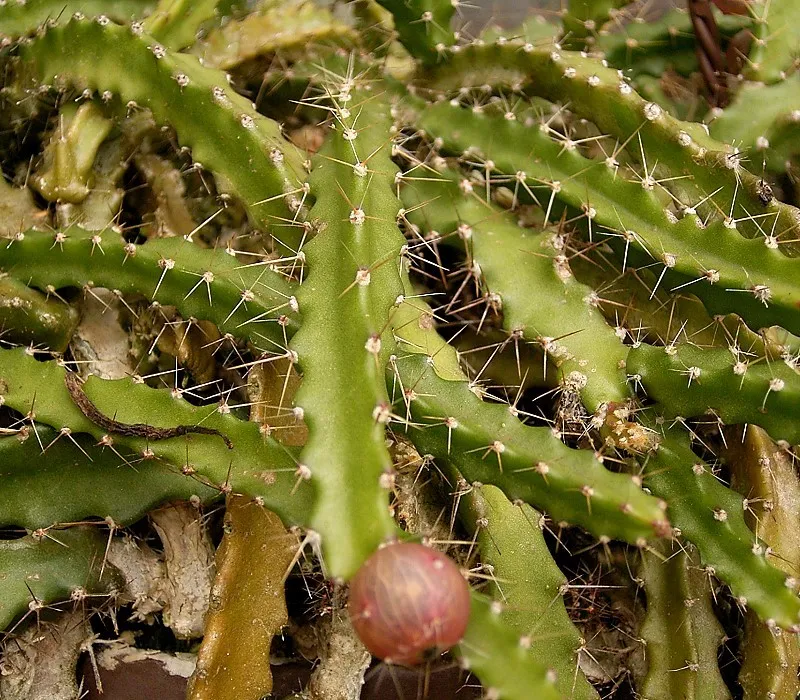 lepismium ianthothele plant showing characteristic features