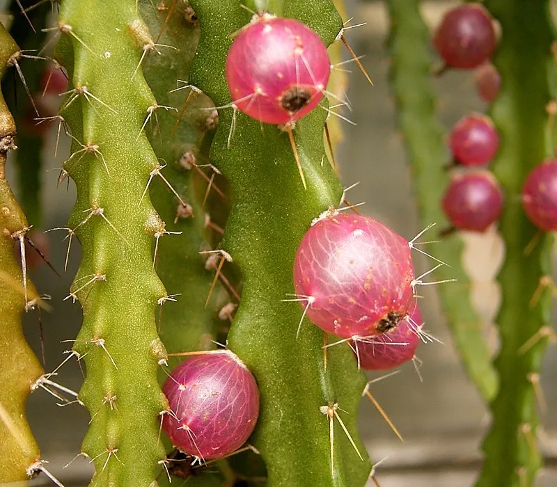 lepismium ianthothele plant showing characteristic features