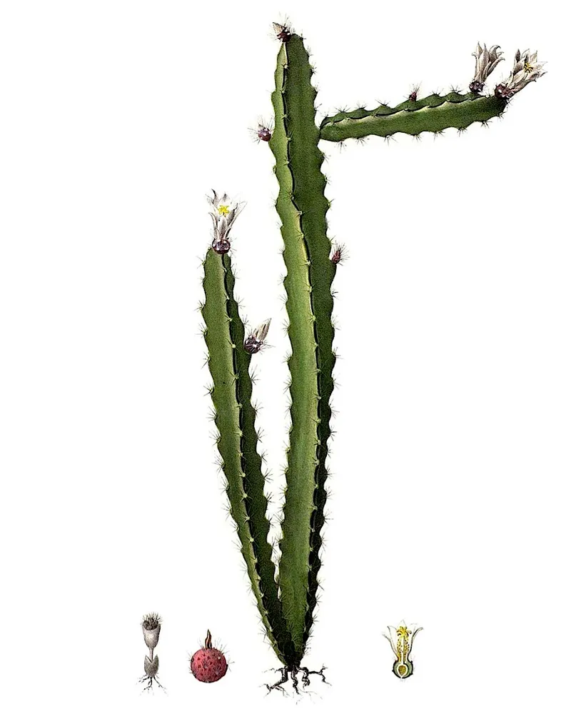 lepismium ianthothele plant showing characteristic features