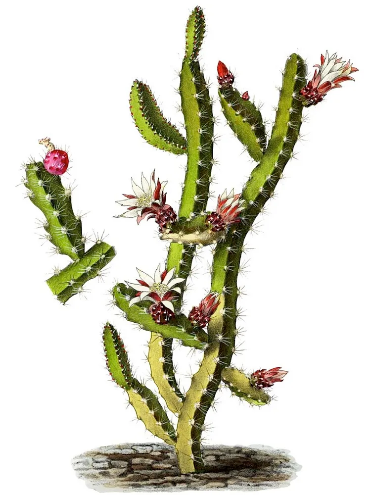 lepismium ianthothele plant showing characteristic features