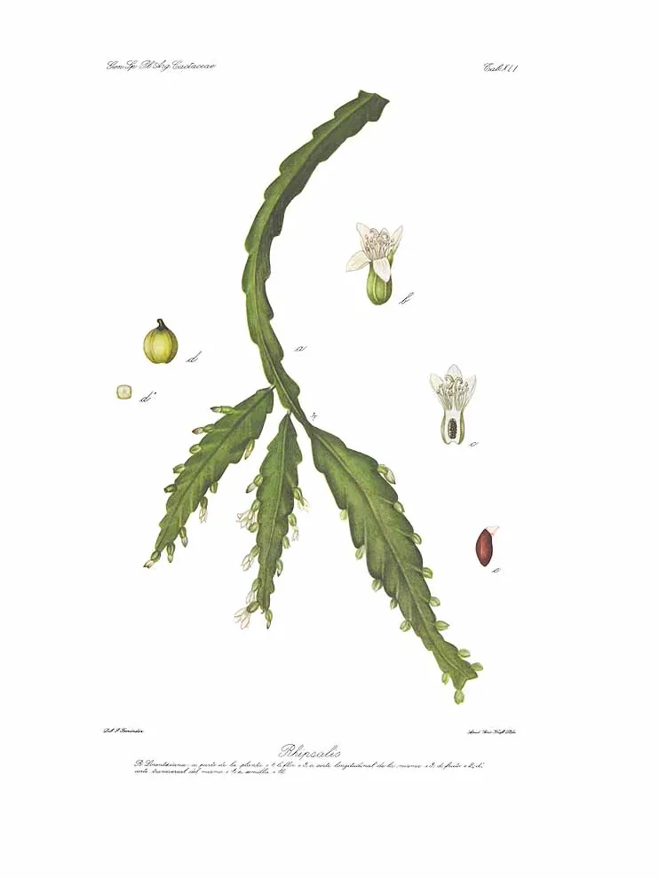 lepismium lorentzianum plant showing characteristic features