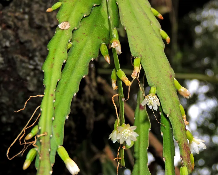 lepismium lorentzianum plant showing characteristic features