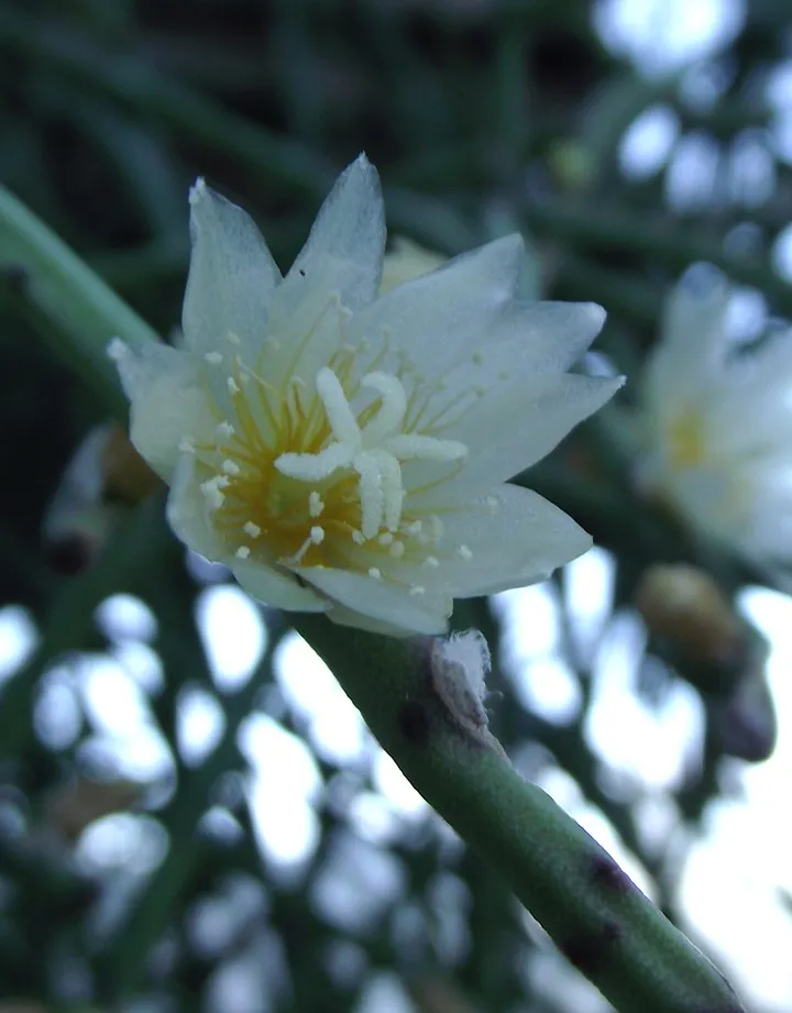 lepismium lumbricoides plant showing characteristic features