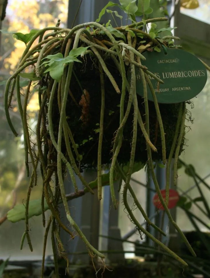 lepismium lumbricoides plant showing characteristic features