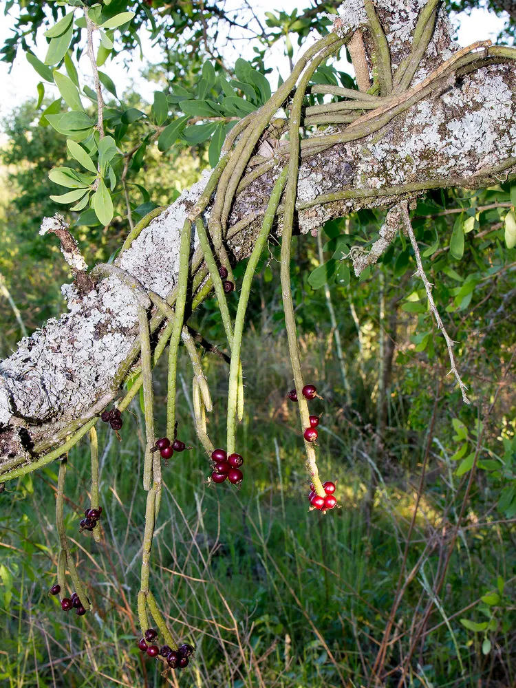 lepismium lumbricoides plant showing characteristic features