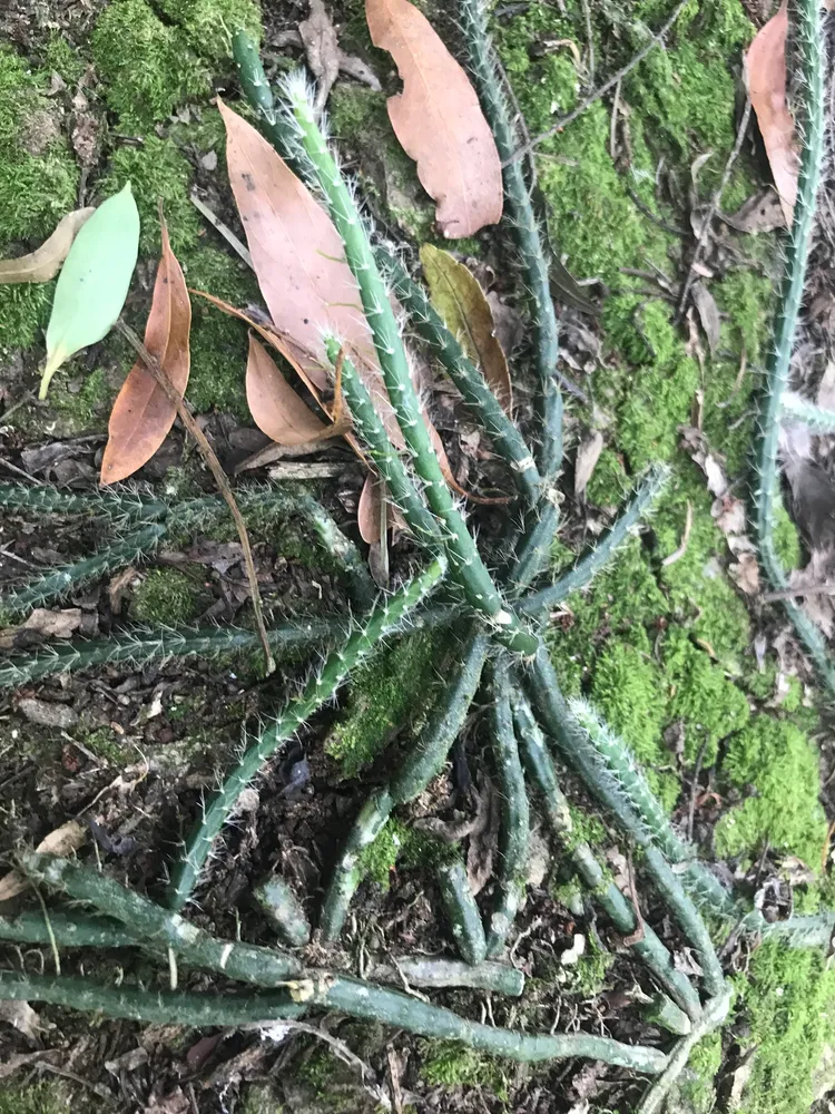 lepismium lumbricoides plant showing characteristic features