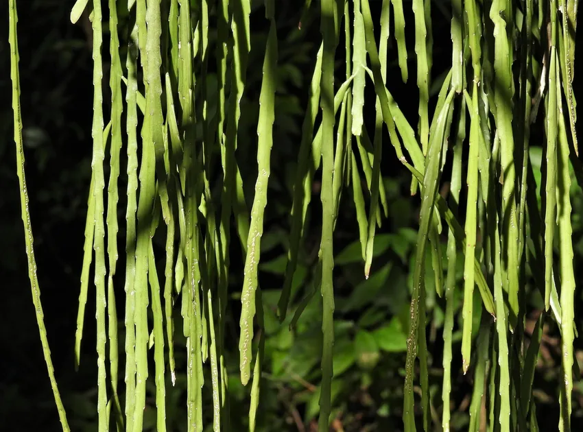 lepismium warmingianum plant showing characteristic features