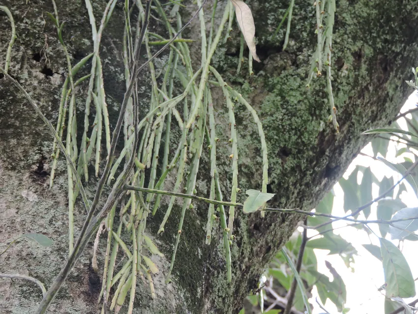 lepismium warmingianum plant showing characteristic features