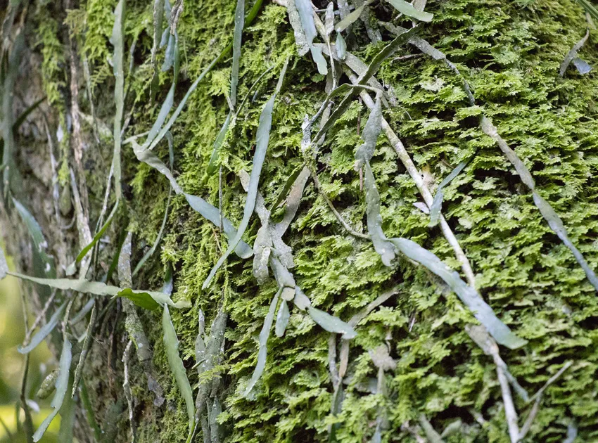 lepismium warmingianum plant showing characteristic features