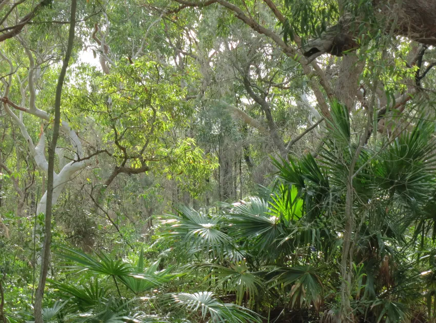 livistona australis plant showing characteristic features