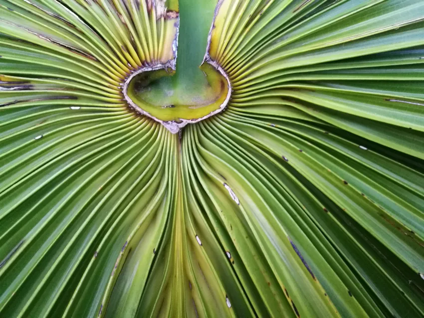 livistona australis plant showing characteristic features