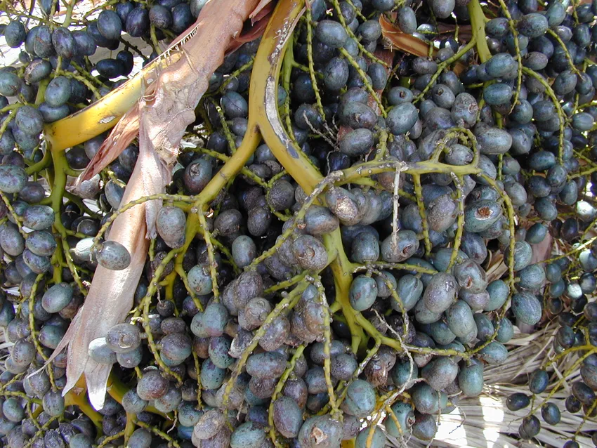 livistona chinensis plant showing characteristic features