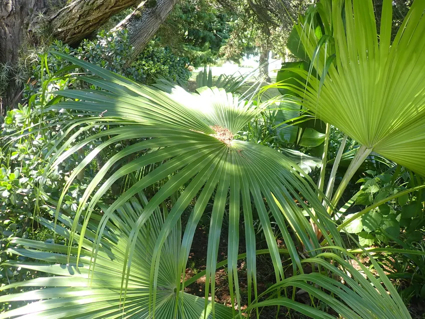 livistona chinensis plant showing characteristic features