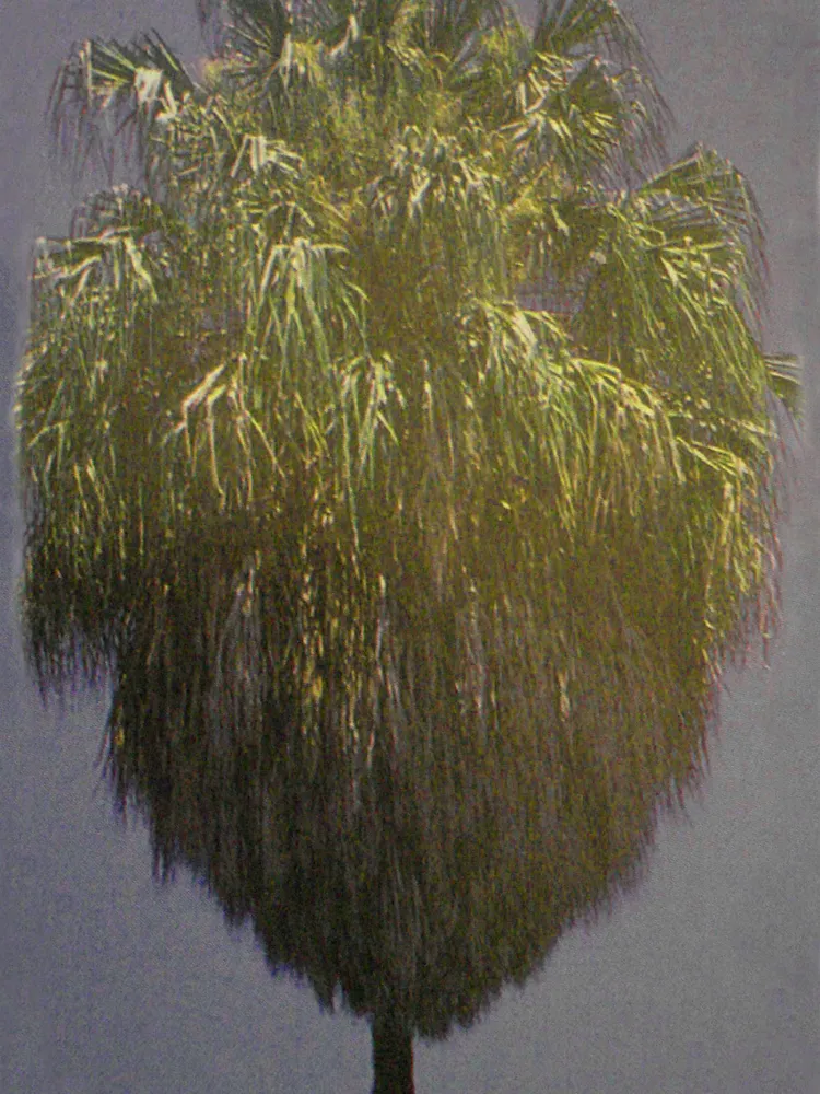 livistona decora plant showing characteristic features