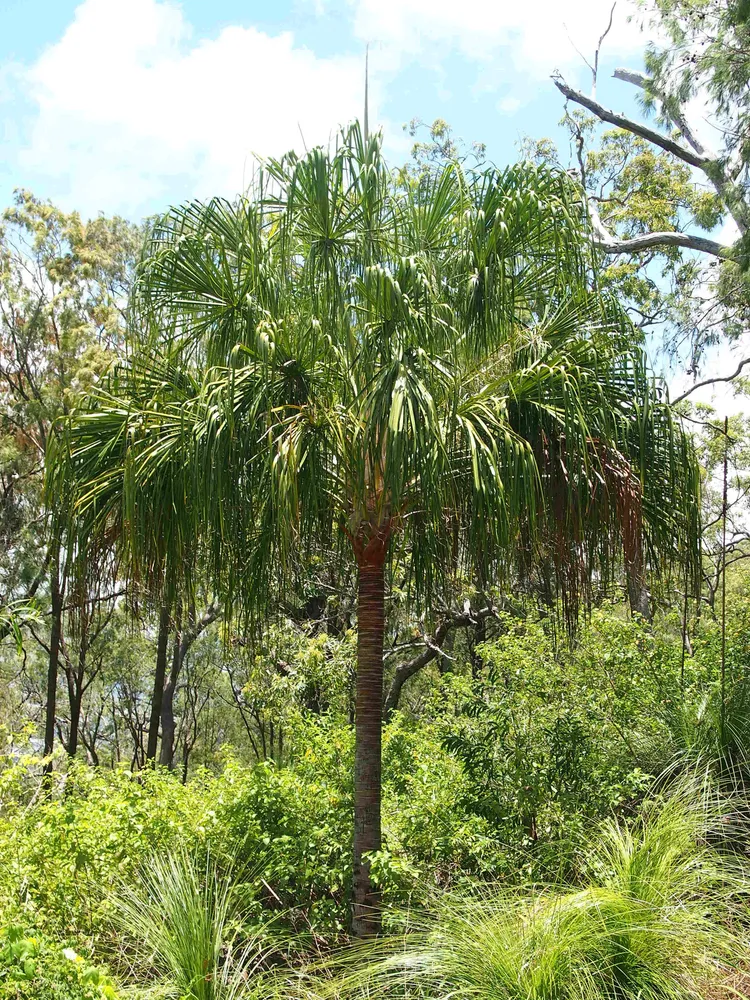 livistona decora plant showing characteristic features