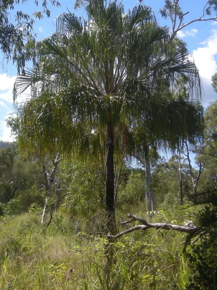 livistona decora plant showing characteristic features
