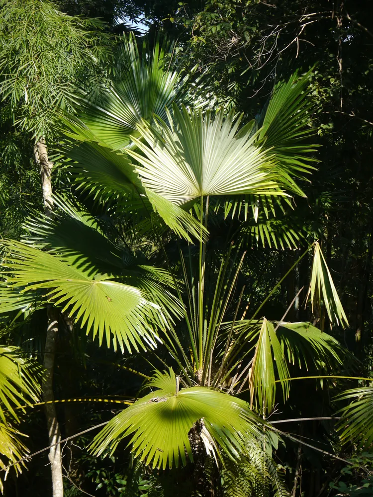 livistona jenkinsiana plant showing characteristic features
