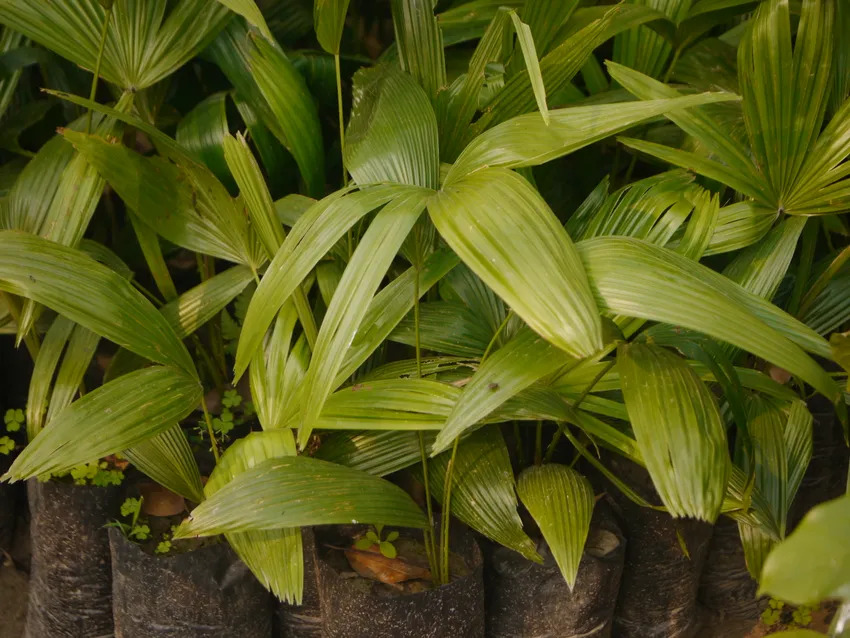 livistona jenkinsiana plant showing characteristic features