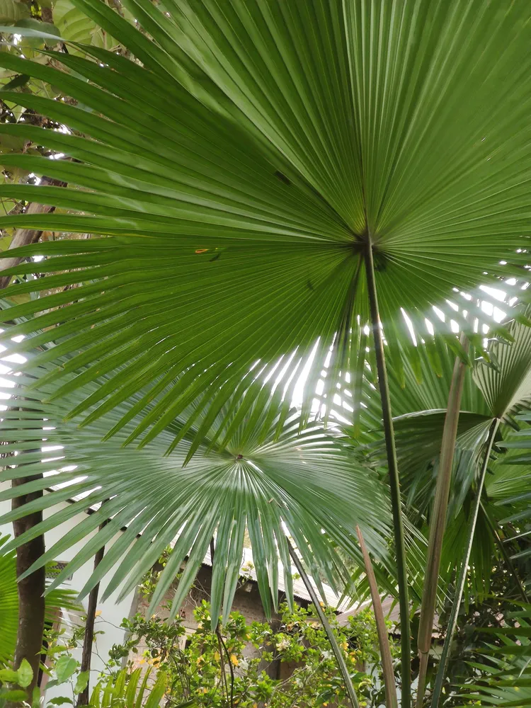 livistona jenkinsiana plant showing characteristic features