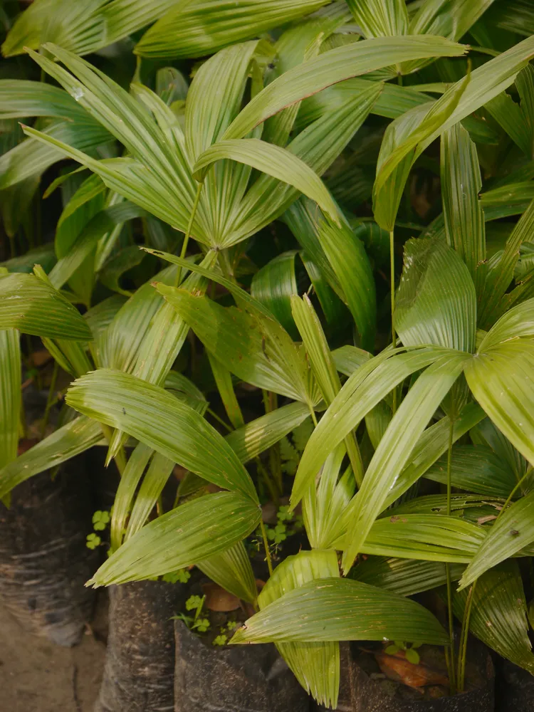 livistona jenkinsiana plant showing characteristic features