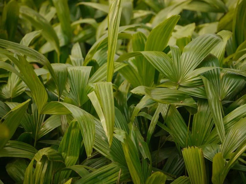 livistona jenkinsiana plant showing characteristic features