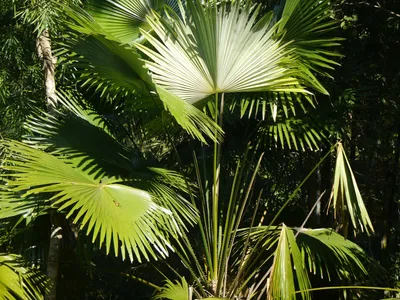 thumbnail livistona jenkinsiana