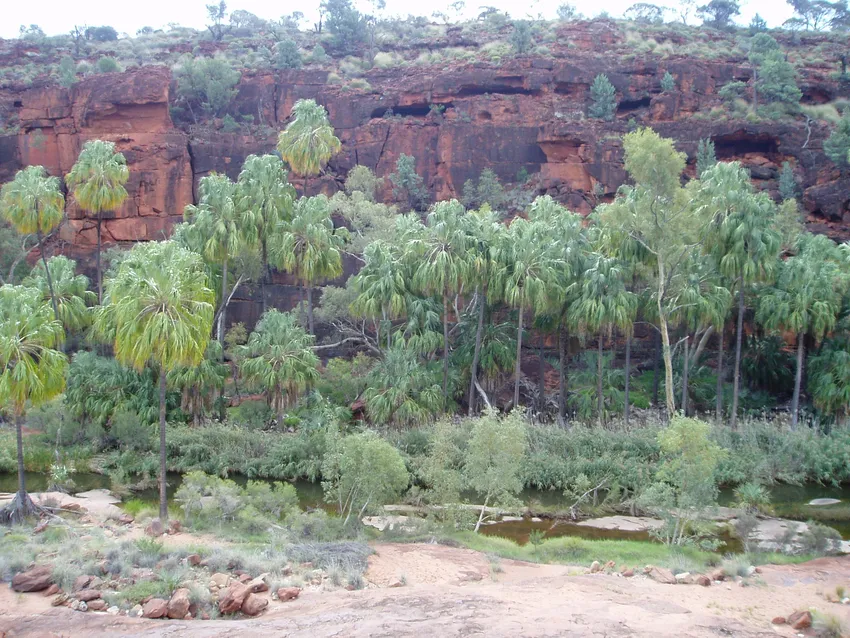 livistona mariae plant showing characteristic features