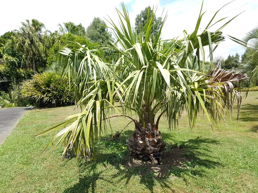 livistona mariae plant showing characteristic features