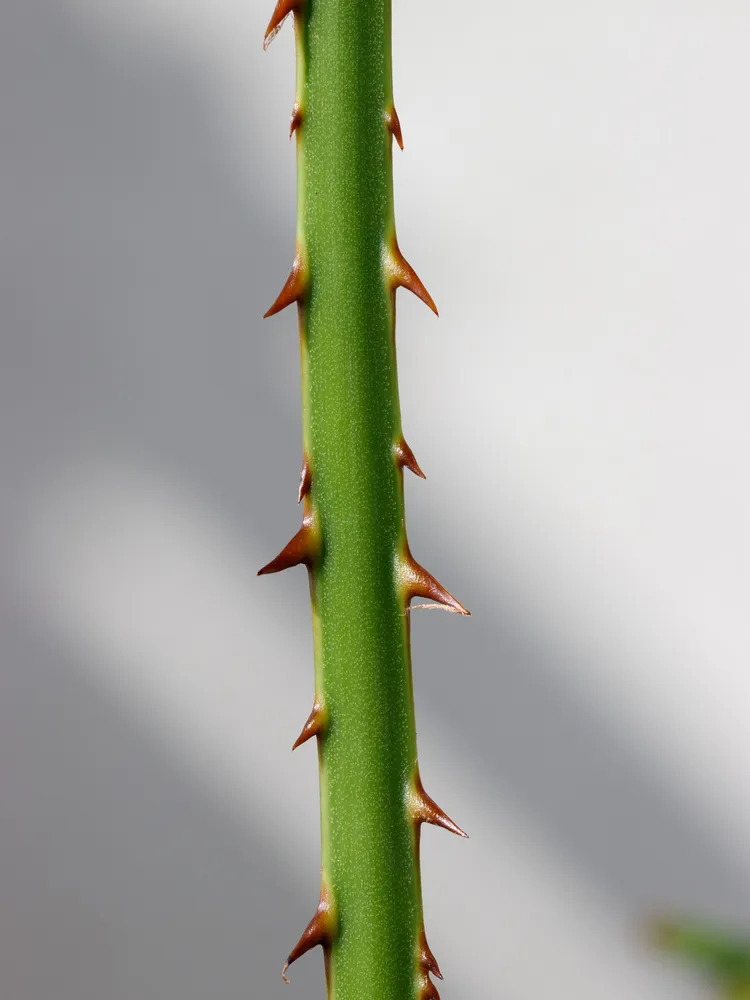 livistona rotundifolia plant showing characteristic features