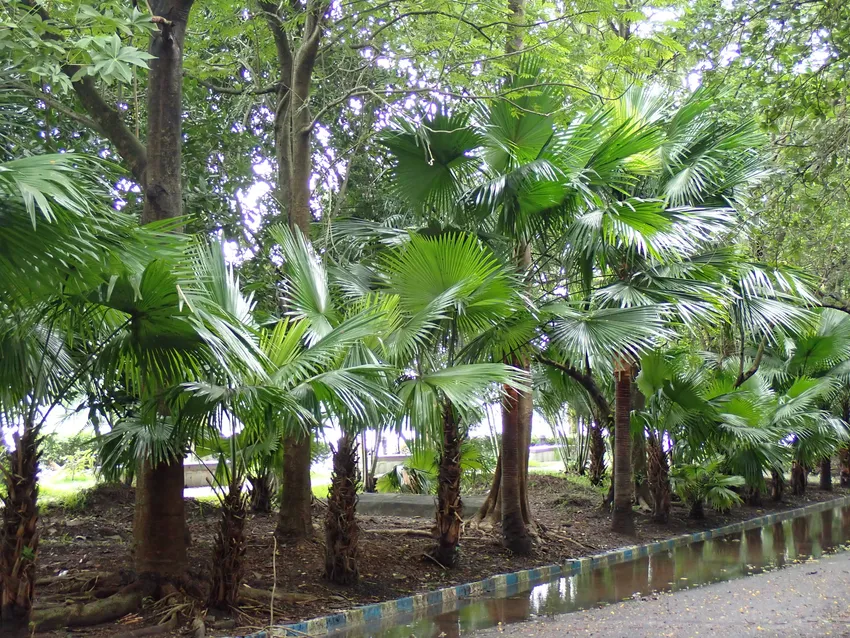livistona rotundifolia plant showing characteristic features