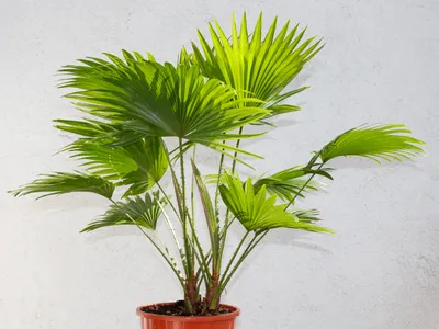 thumbnail livistona rotundifolia